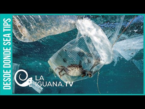 Muchas promesas y pocos hechos: La cuenta regresiva de la destrucción del planeta no para