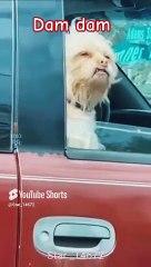 Dam dam DEKA #shorts #funny #viral #001 #cat @Star