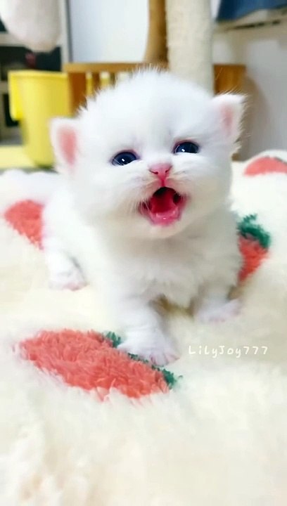 y2mate.com - The kittens cute little meows meow meowing  kitten  cutecat_1080