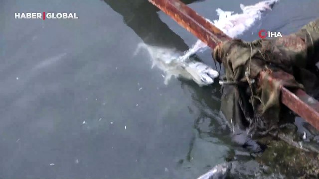 Onlarcası kıyıya vurdu! Yaydıkları kötü koku vatandaşları rahatsız ediyor