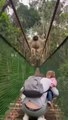 Un gibbon passe au dessus d'une famille sur un pont