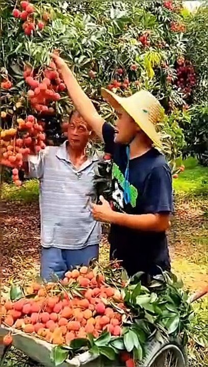 FRUIT TREES,,, how much fruit on the trees