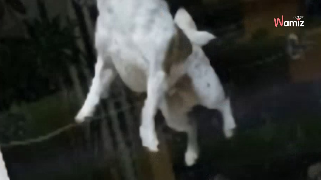 Video. Consegna un pacco davanti alla porta di una casa e sorprende il cane che sfida le leggi della gravità