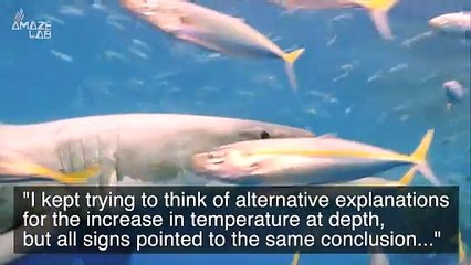 Large Sharks Are Beginning to Eat Each Other In Surprising Ecological Twist
