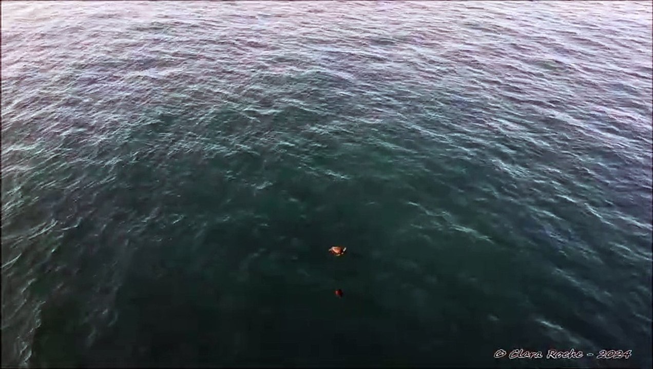 Rencontre attendrissante entre deux tortues à Saint-Pierre