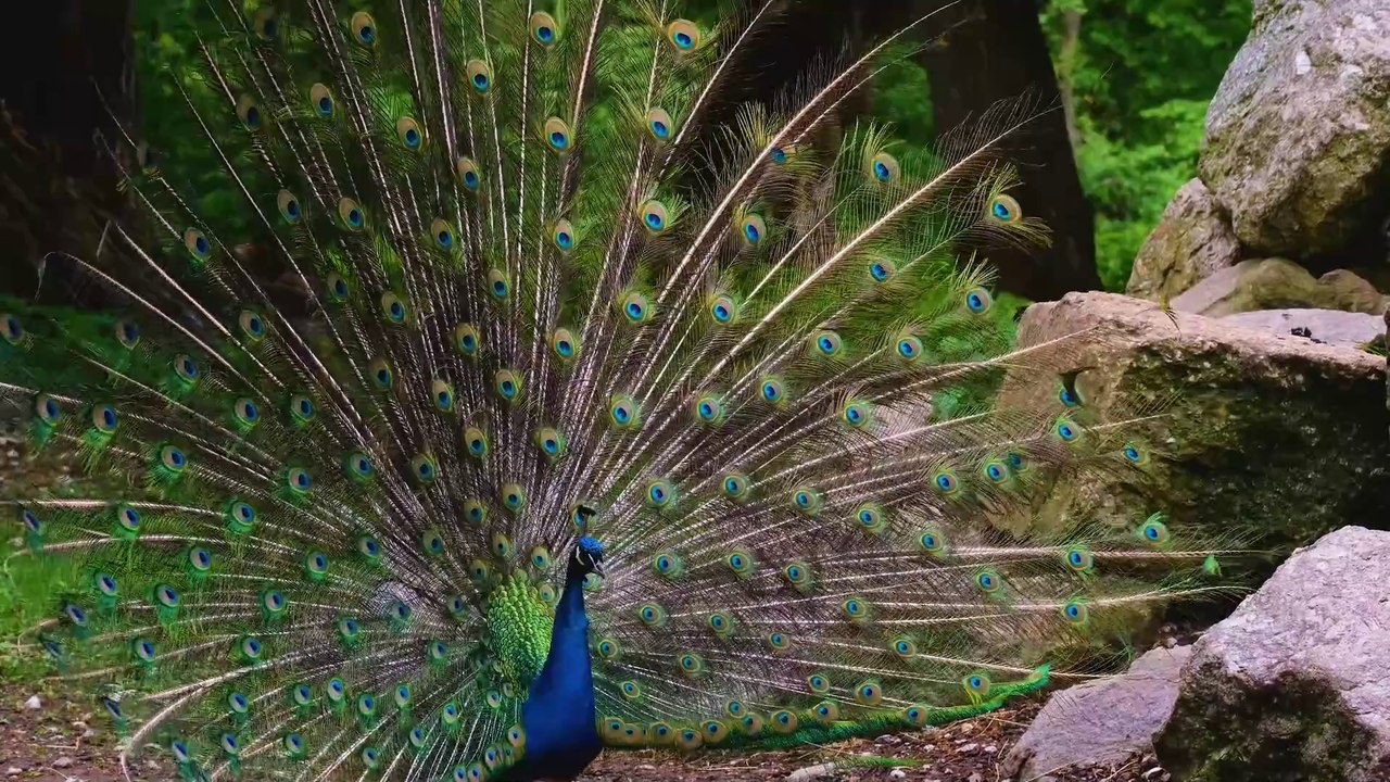 Beautiful Peacock | Birds | Peacock Open Tail scene | Peacock | Nature