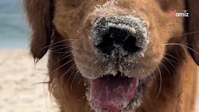 Ce toutou a un seul objectif à la plage : 248K personnes assistent bouche bée à sa chasse aux trésors (vidéo)