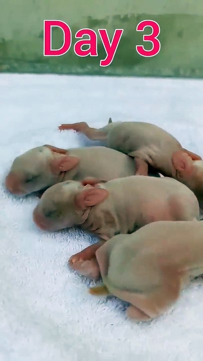 Rabbit baby 1-16 days