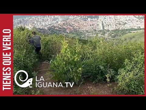 En lo alto de la Cota 905: Así se conectaban las garitas de la banda del “Koki”