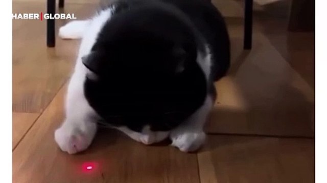 Lazeri yediğini zanneden kedinin tepkileri İzleyenlere kahkaha attırdı