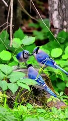 Islamic information and recitation of Quraan