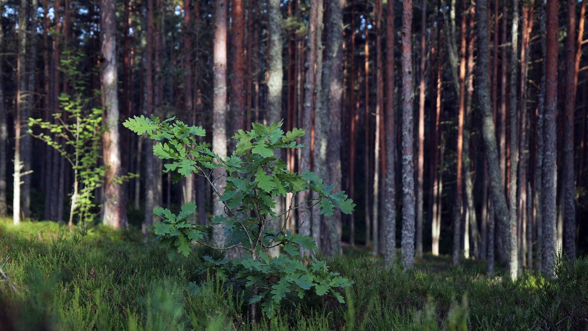 Forest