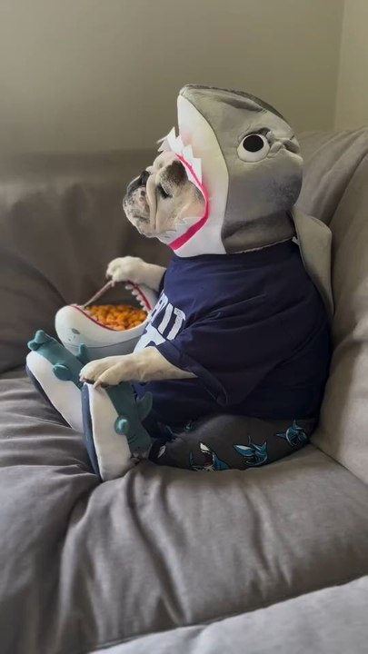 "Jaw Ready For This Happy Sharkweek Everyone Who Likes My Bucket Of Gold Fish Follow For More Videos Have Trendingreels"....!!