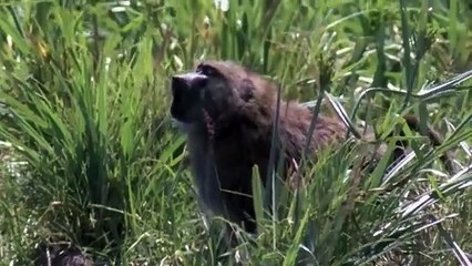 Animal  Super Senses - Communication _ Free Documentary Nature