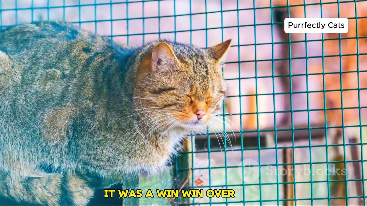 From Wild Hunters to Beloved Pets The Fascinating History of Cats