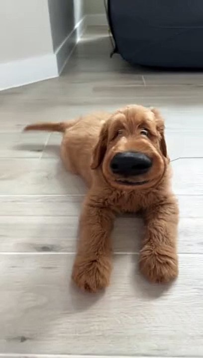 Golden DOg