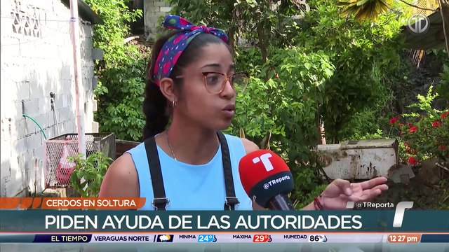 Dos cerdos en soltura mantienen preocupados a moradores de Fátima en San Miguelito