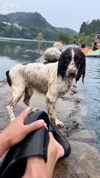 lovely dog