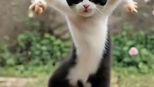 _Dancing Cat Grooves to Fun Songvideo