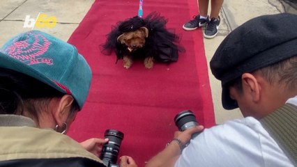 This Adorable Halloween Costume Contest Is a Must See