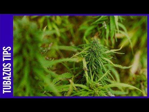 Zulia: 31 hectáreas de marihuana estaban sembradas en municipio de la alcaldesa presa
