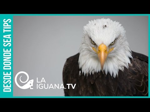 Paso a paso: RAND Corporation y el plan de para impedir que Rusia llegue a superpotencia