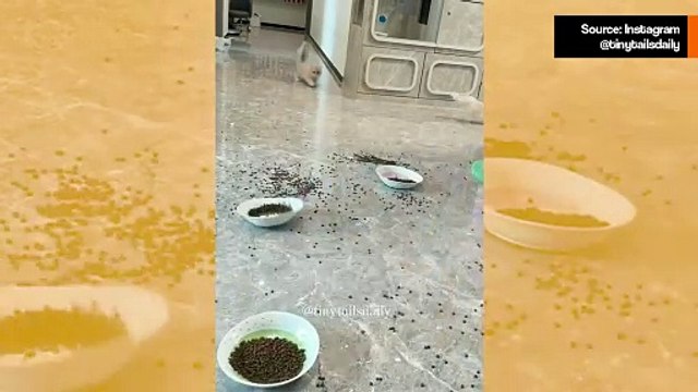 Hulvaton video: kissat aiheuttavat kaaosta illallisaikaan