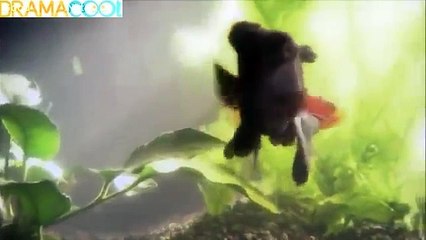 Kingyo Club Episode 4: Haru's Hidden Depths and New Beginnings 🎏