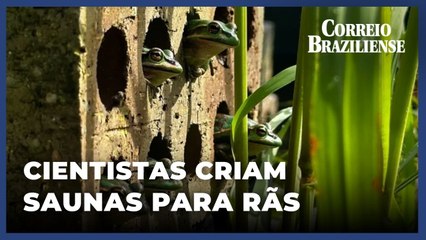 Centenas de rãs australianas ameaçadas de extinção se amontoam dentro de uma sauna improvisada