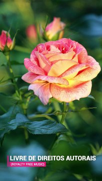 ✅Música Relaxante- Piano suave para relaxar, meditar, estudar e dormir bem #Shorts