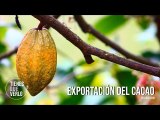 Hay que cortarle la mano a las mafias que persiguen a los productores de cacao venezolano