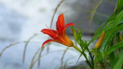 ASMR I Sound of River Water