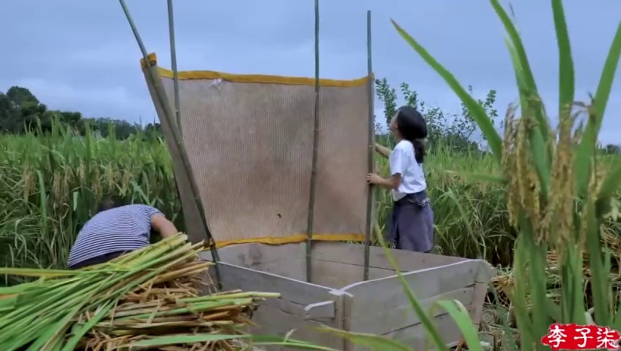 月儿圆圆，稻米飘香，正逢农家收谷忙Full Moon, Fragrance of Ripe Rice, Farmers Busy Harvesting Crops - Liziqi Channel