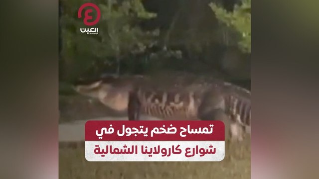 تمساح ضخم يتجول في شوارع كارولاينا الشمالية