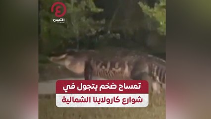 تمساح ضخم يتجول في شوارع كارولاينا الشمالية