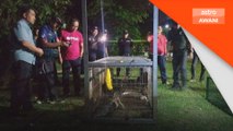 Buaya Tasik Shah Alam masuk perangkap