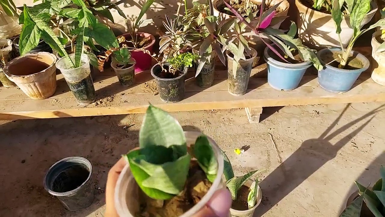 snake plant k bohot saray pubs