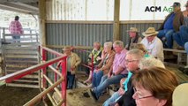 Laidley cattle sale, Stariha Auctions | Queensland Country Life