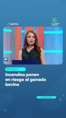 Incendios ponen en riesgo al ganado bovino