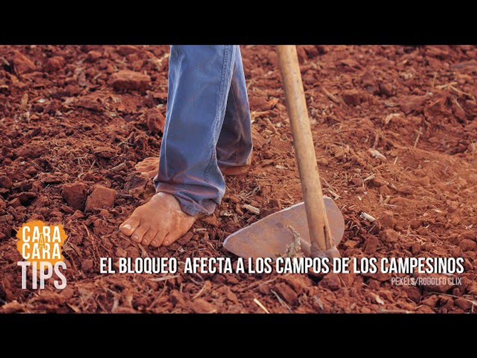 ¿Cómo el bloqueo está afectando los campos de los campesinos venezolanos?