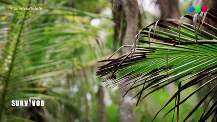 Mauro aniquiló a Goldi tras su salida de Survivor Expedición Robinson: "Es la jugada más tonta que vi"