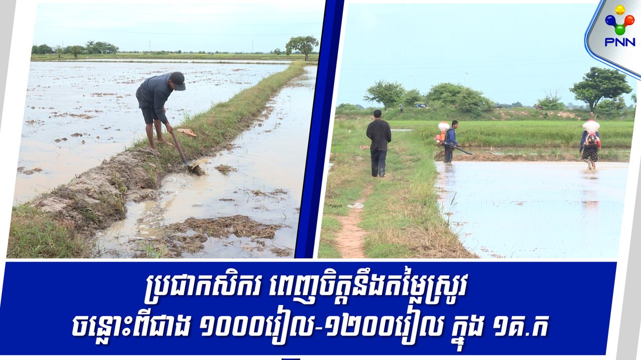 [04-09-24] ប្រជាកសិករ ពេញចិត្តនឹងតម្លៃស្រូវ តែសំណូមពរឱ្យតម្លៃជី ប្រេង និងថ្នាំ ចុះថ្លៃ