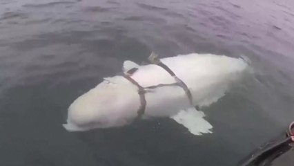 [나우쇼츠] '두 얼굴의 돌고래'...사인은 총상? / YTN