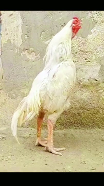 Aseel rooster crowing compilation #shorts.