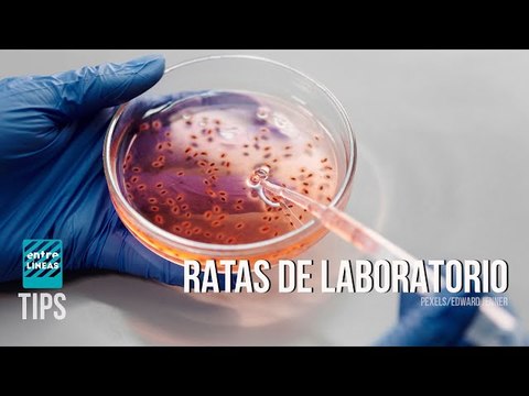 Armas experimentales y drogas: lo que reciben los soldados y extremistas en Ucrania