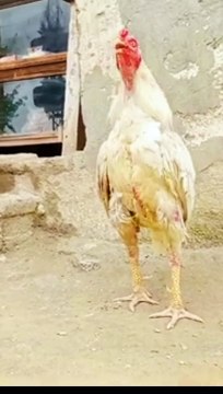 Rooster crowing sounds effects #shorrs