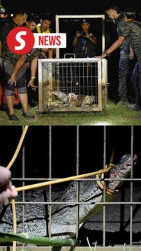 Perhilitan captures crocodile at Shah Alam lake