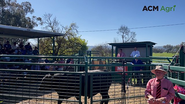 Six-figure bull sale at Millah Murrah | The Land