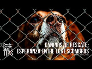 Esperanzas: La fuerte labor de los caninos de rescate de Venezuela en el terremoto de Turquía