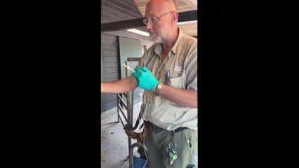 독일 등 유럽 곳곳 '청설병' 확산...덴마크 동물원, 소·양 등에 백신 접종 / YTN